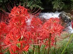 080929hana1.jpg