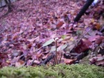 081126ride2.jpg