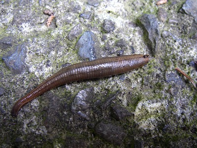 090629hiru2.jpg