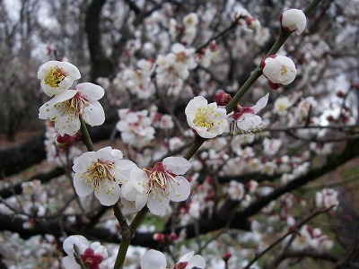100218ume1.jpg