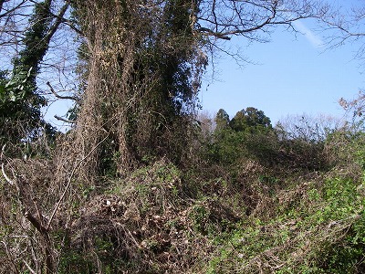 100314kusa2.jpg