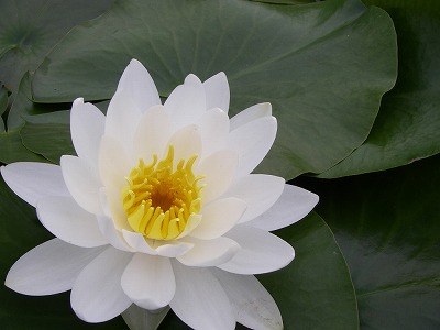 100603hasu.jpg