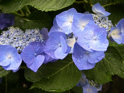 100707tuyu.jpg